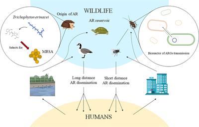 Wildlife and Antibiotic Resistance